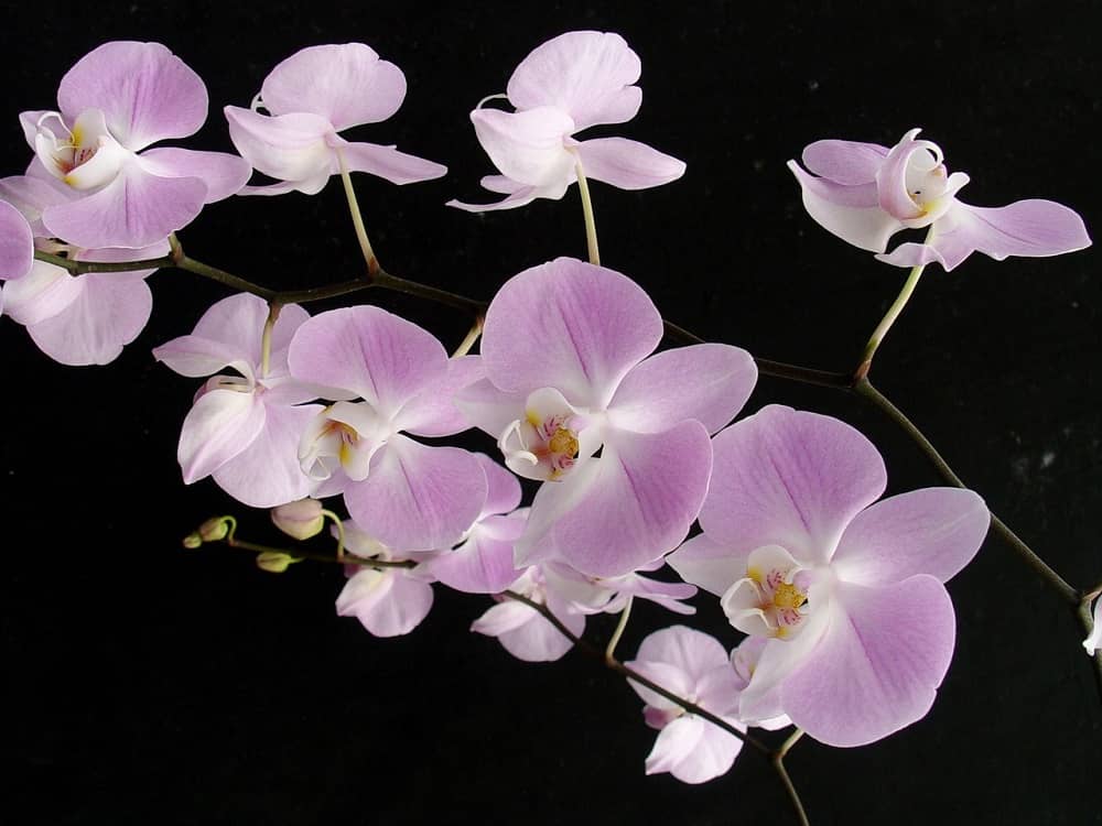 Sanderiana Orchid