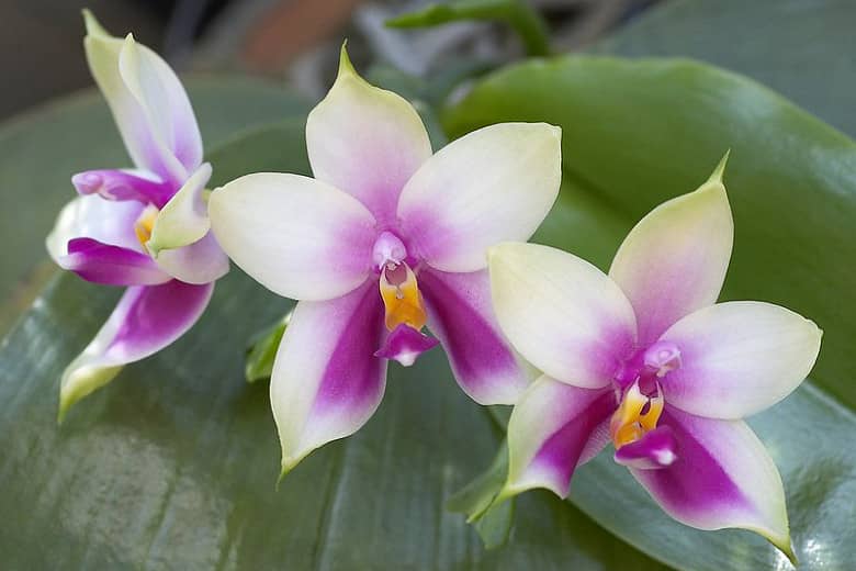 Belina Orchid