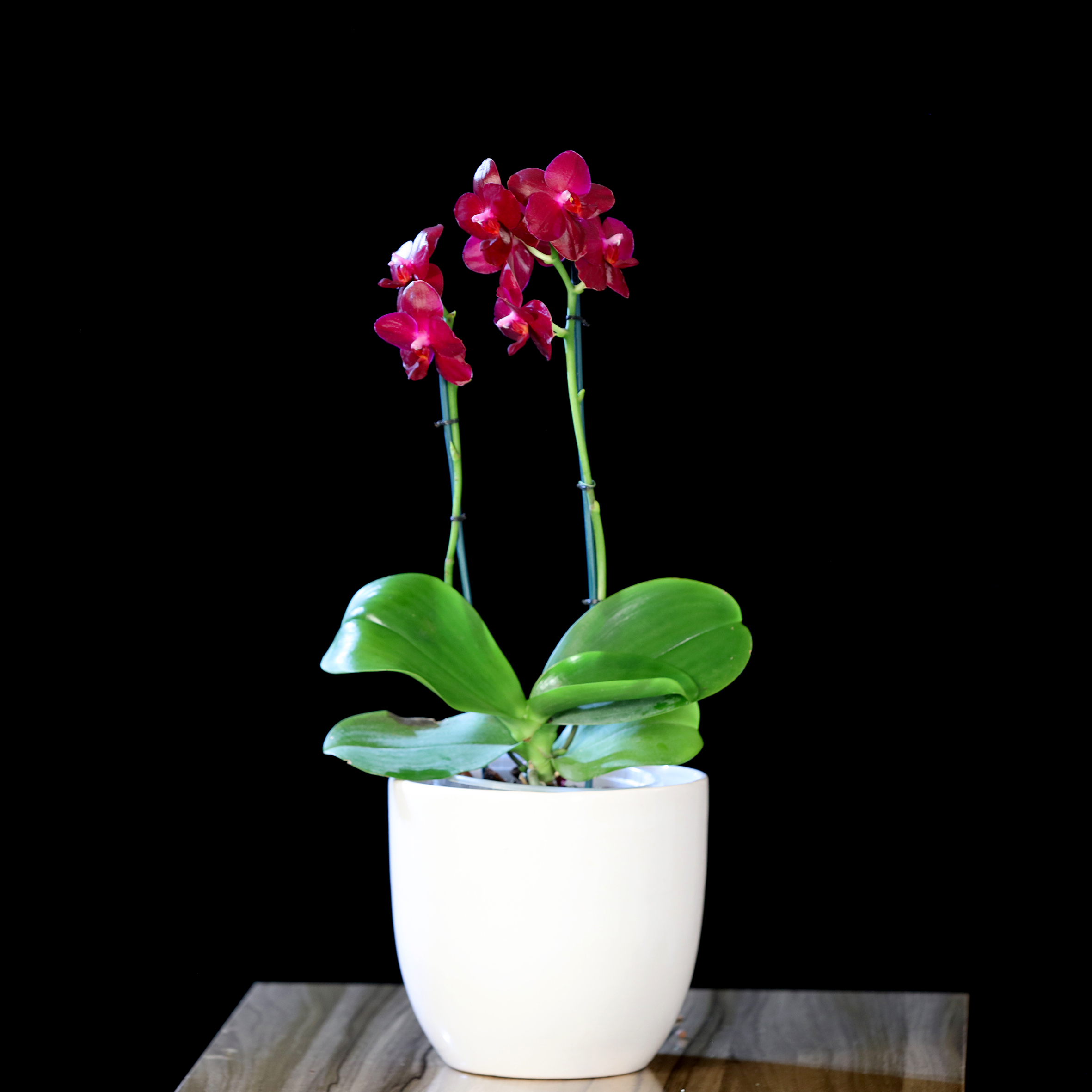 گل ارکیده قرمز گل ارکیده قرمز